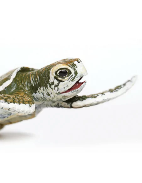 Młode żółwia zatokowego