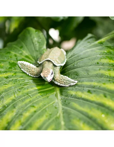 Młode żółwia zatokowego