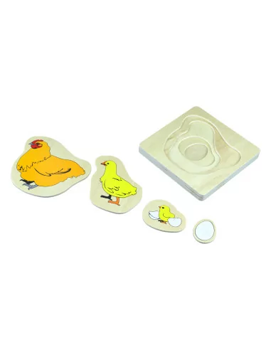 Cykl życia kurczaka