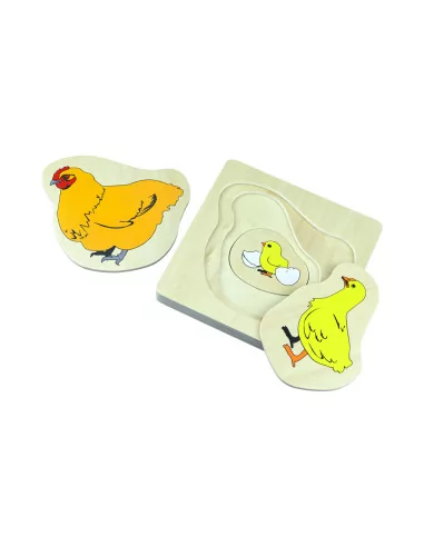 Cykl życia kurczaka