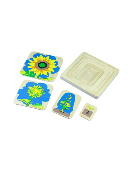 Cykl życia kwiatów