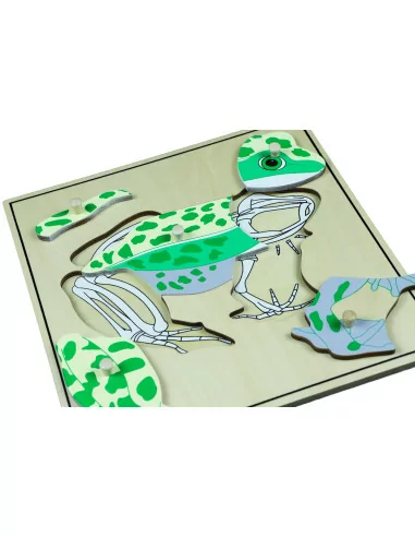 Puzzle ze zwierzętami - Szkielet żaby