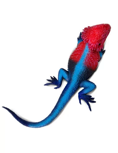 Agama plochohlavá - Mwanza