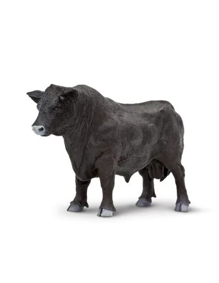 Czarny byk Angus