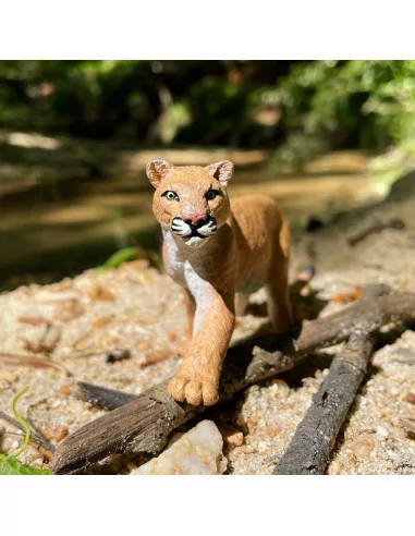 Puma americká