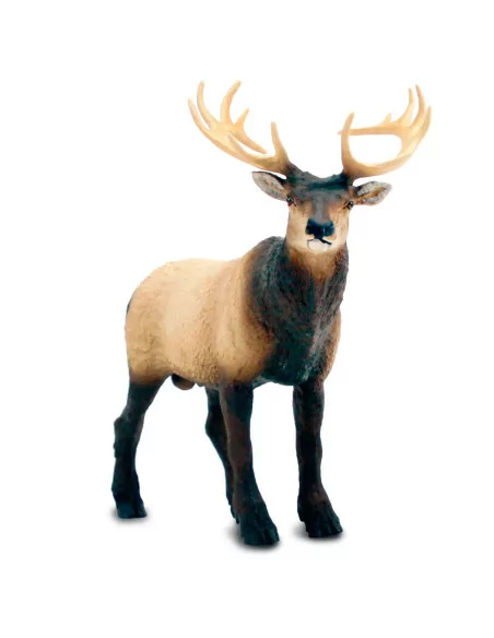 Wapiti