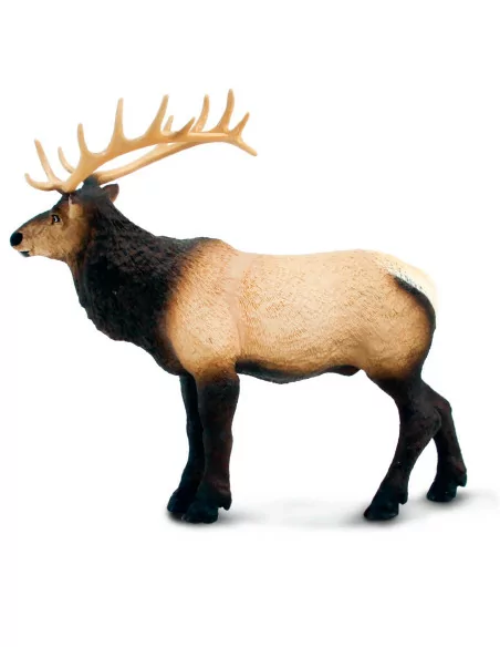 Wapiti