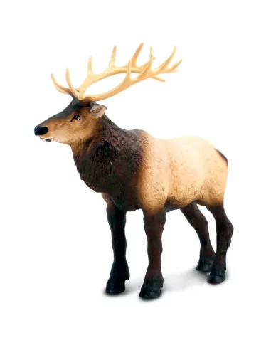 Wapiti