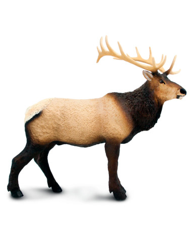 Wapiti