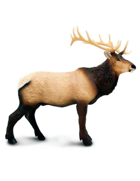 Wapiti