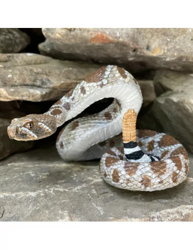 Chřestýš západní