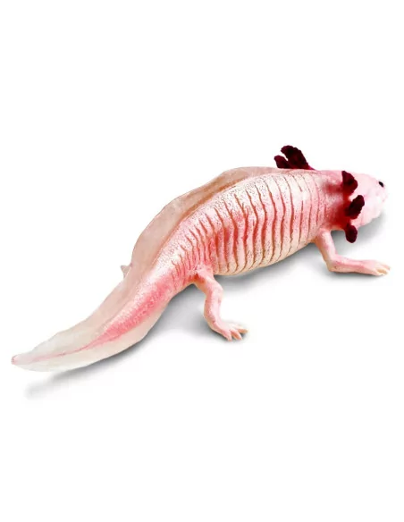 Axolotl