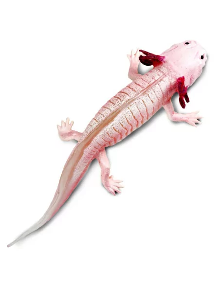 Axolotl