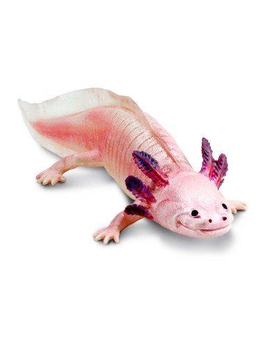 Axolotl