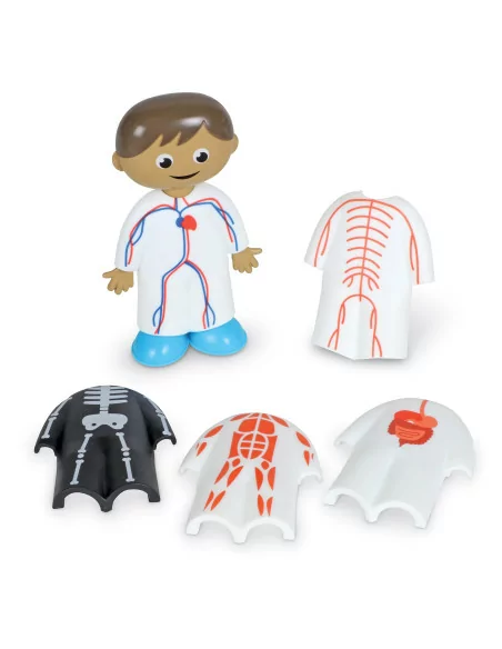 Zestaw aktywności - Ciało ludzkie