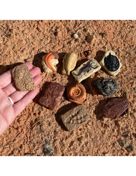 Tuba - Skamieniałości