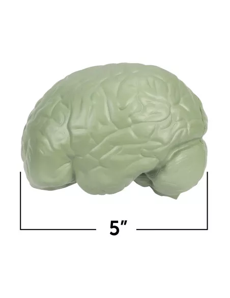 Anatomiczny model mózgu