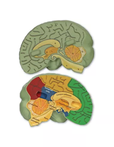 Anatomiczny model mózgu