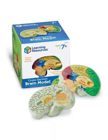 Anatomiczny model mózgu