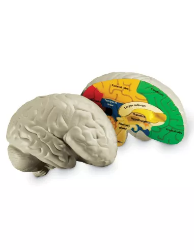 Anatomiczny model mózgu