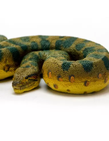 Anakonda zelená