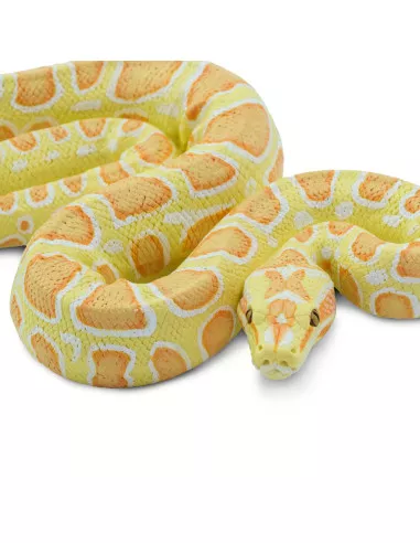 Barmská krajta- albín