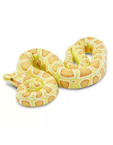 Barmská krajta- albín