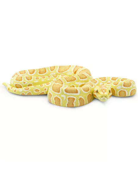 Barmská krajta- albín