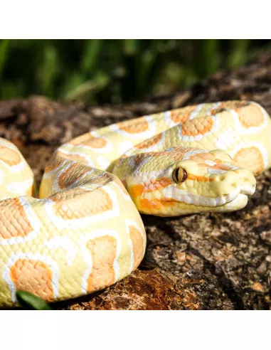 Barmská krajta- albín