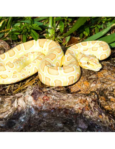 Barmská krajta- albín