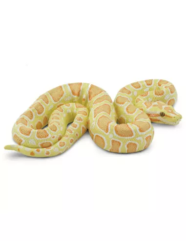 Barmská krajta- albín