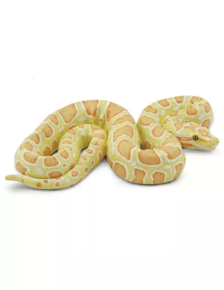 Barmská krajta- albín